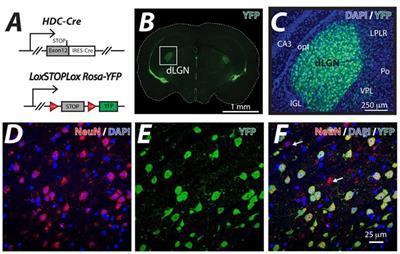 Fast and Slow Inhibition in the Visual Thalamus Is Influenced by Allocating GABAA Receptors with Different γ Subunits